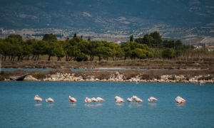 Fenicotteri